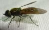 Chloromyia formosa